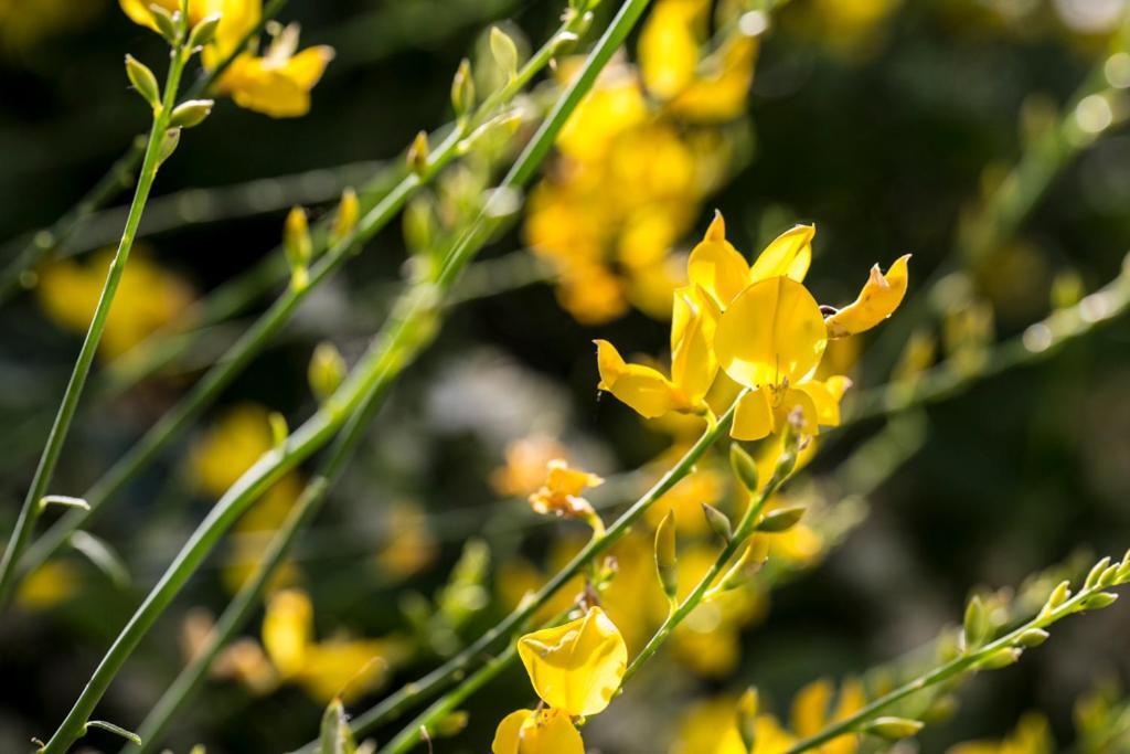 Casali Costadoro Acquaviva Picena Dış mekan fotoğraf